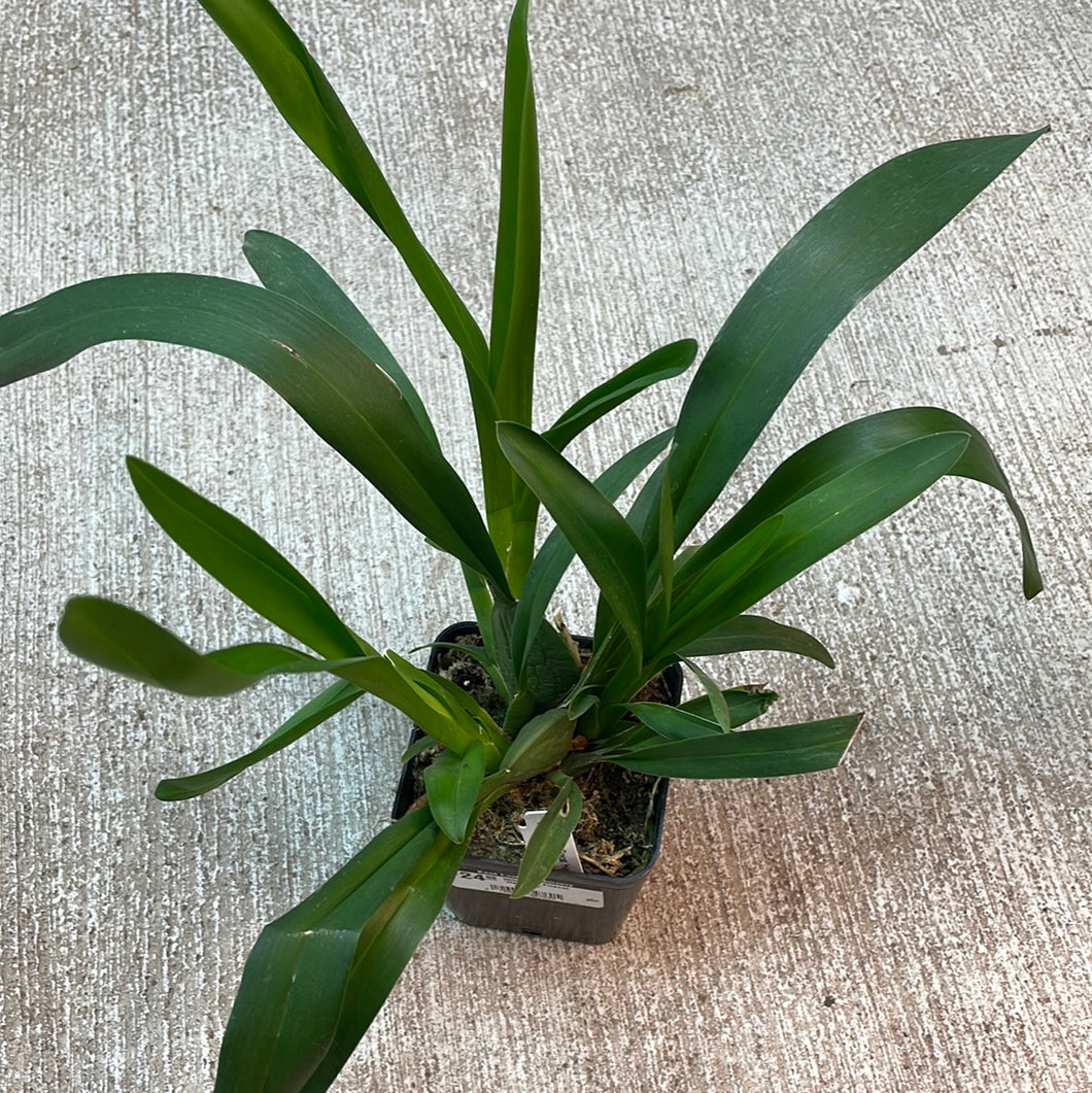 Wilsonara Firecat 'Harmony'