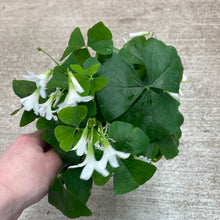 Load image into Gallery viewer, Oxalis &#39;Assorted Green&#39; 4&quot; - Shamrock