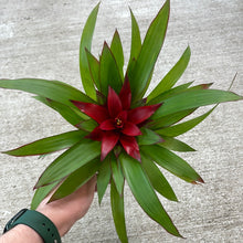 Load image into Gallery viewer, Bromeliad &#39;Assorted&#39; 4&quot;
