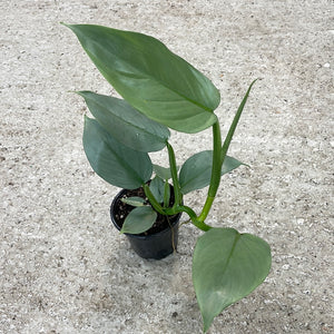 Philodendron 'Silver Sword' 4"