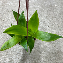 Load image into Gallery viewer, Callisia fragrans variegata 4&quot; HB