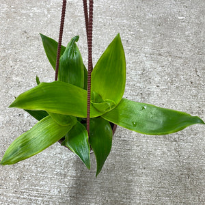Callisia fragrans variegata 4" HB