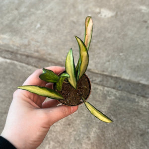 Hoya sp. 2" - Assorted Hoya