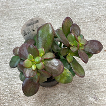 Load image into Gallery viewer, Crassula ovata 4&quot;