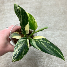 Load image into Gallery viewer, Monstera standleyana albo variegata Cup - High Variegation