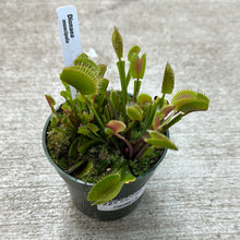 Load image into Gallery viewer, Venus Fly Trap 4&quot; - Dionaea muscipula