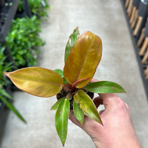 Philodendron Prince of Orange 2"