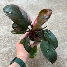 Load image into Gallery viewer, Philodendron Pink Princess 2&quot;