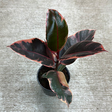 Load image into Gallery viewer, Ficus decora &#39;Ruby&#39; 4&quot;