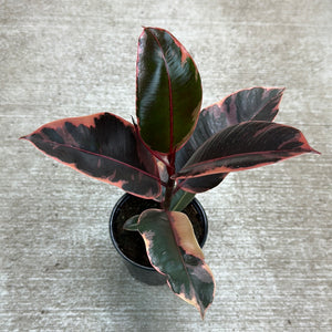 Ficus decora 'Ruby' 4"