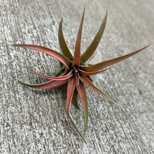 Load image into Gallery viewer, Capitata Peach 2-3&quot;