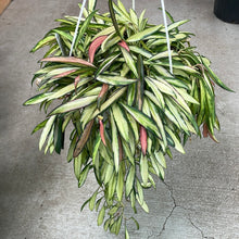 Load image into Gallery viewer, Hoya Wayetii Variegata 8&quot; HB