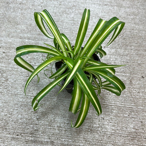 Chlorophytum 'Bonnie' 4"