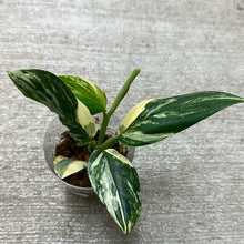 Load image into Gallery viewer, Monstera standleyana albo variegata Cup - High Variegation