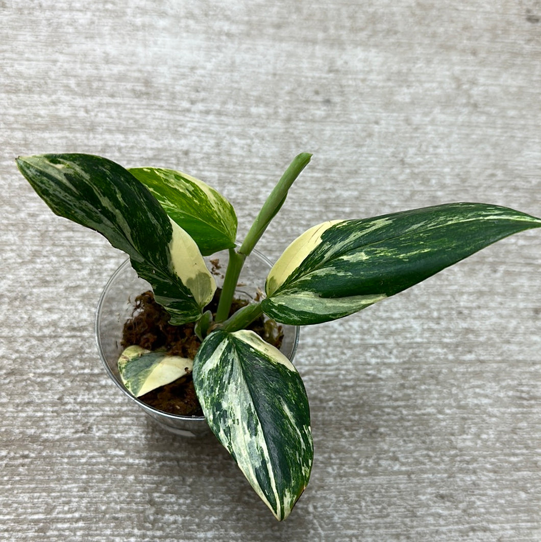 Monstera standleyana albo variegata Cup - High Variegation