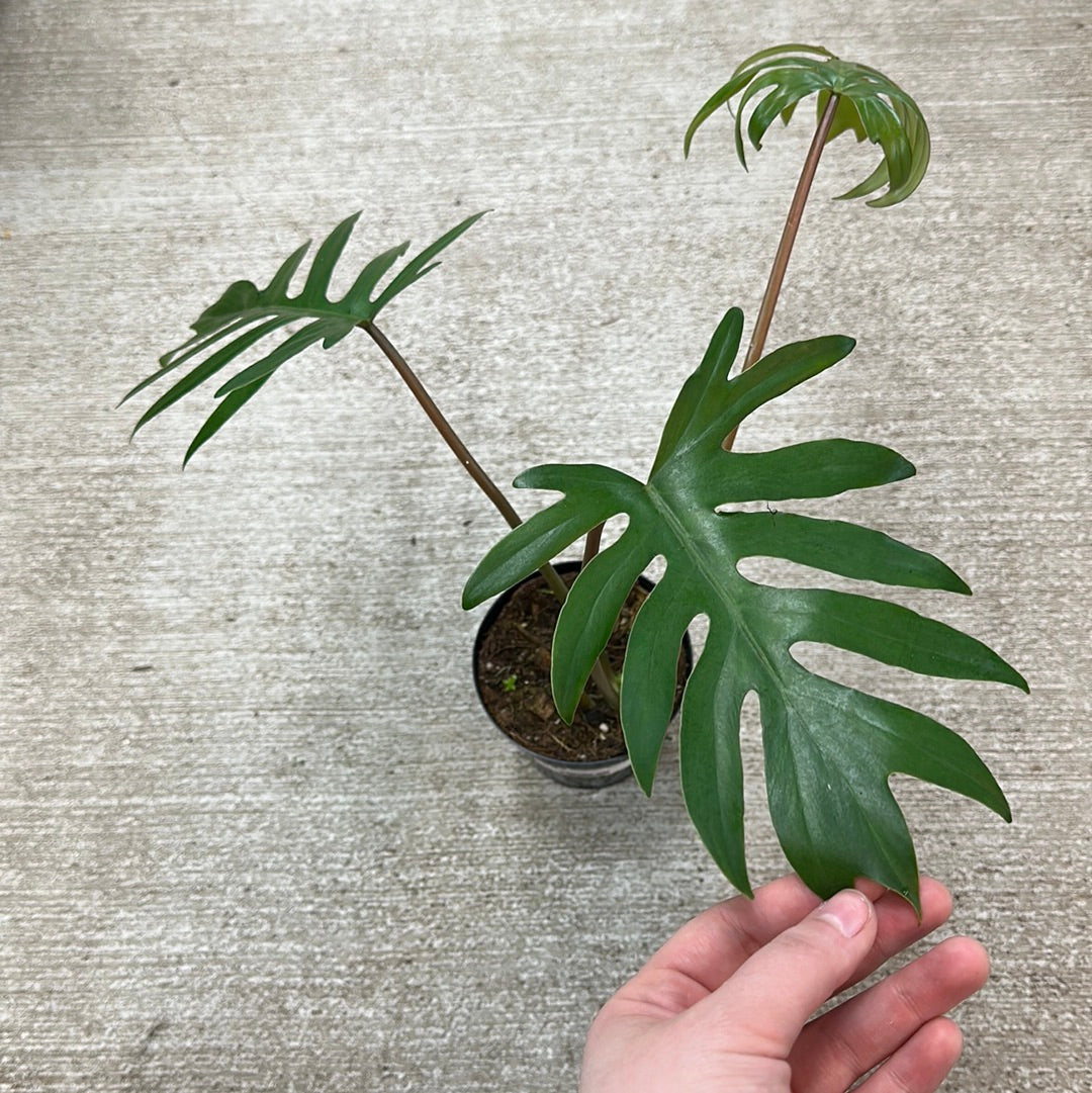 mayoi philodendron Philodendron Mayoi 4"