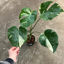 Load image into Gallery viewer, Monstera Thai Constellation 6&quot;