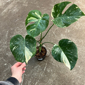 Monstera Thai Constellation 6"
