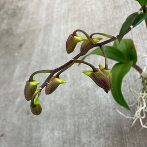 Dendrobium 'Burana Sundae'