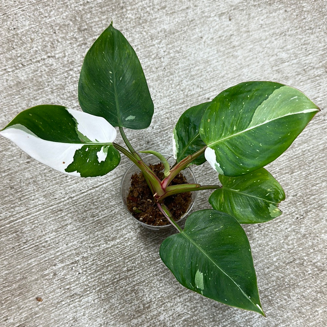 Philodendron White Princess  Cup 4
