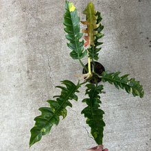 Load image into Gallery viewer, Philodendron Ring of Fire 4&quot;