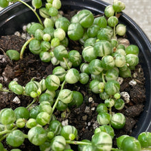 Load image into Gallery viewer, Senecio rowleyanus variegata 4&quot; - Variegated String of Pearls