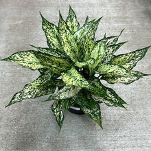 Load image into Gallery viewer, Aglaonema White Dalmation 6&quot;
