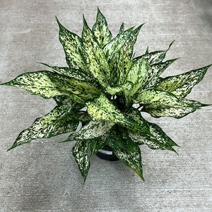 Aglaonema White Dalmation 6"