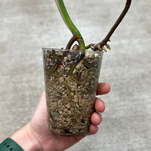 Load image into Gallery viewer, Monstera Albo Cup F