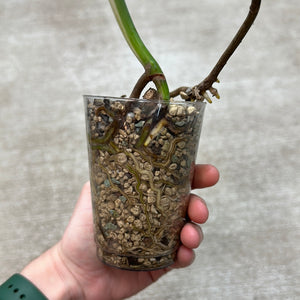 Monstera Albo Cup F