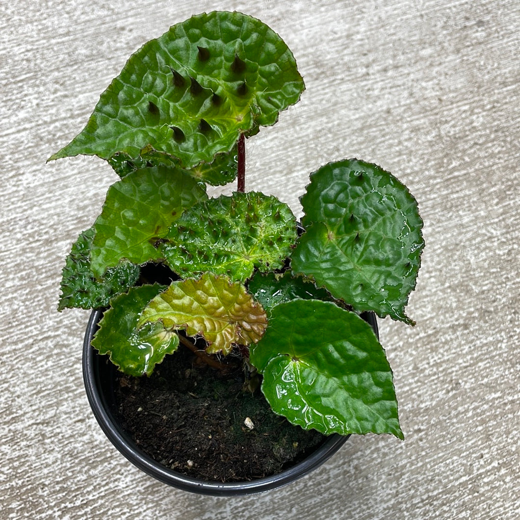Begonia Ferox 4