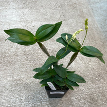 Load image into Gallery viewer, Dendrobium Mini Snowflake 4&quot;