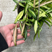 Load image into Gallery viewer, Hoya sp. Premium Variegated Wayetii 4.5&quot; - Hanging Basket