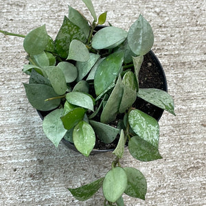Hoya krohniana 'Super Silver' 4"