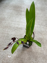 Load image into Gallery viewer, Oncidium Wildcat &#39;Golden Red Stars&#39;