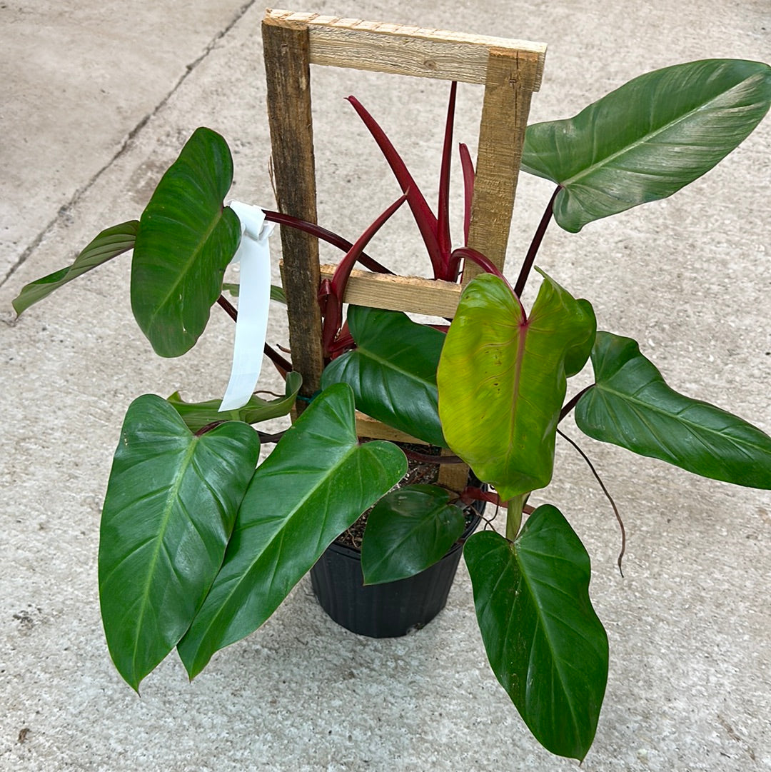 philodendron red emerald totem Philodendron Red Emerald Trellis 8" – Kent East Hill Nursery