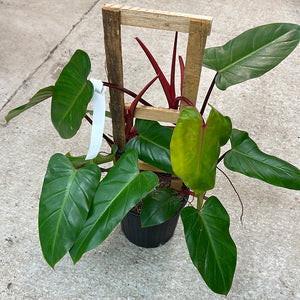 Philodendron Red Emerald Trellis 8"
