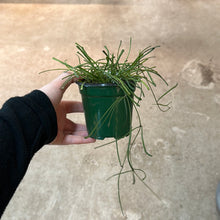 Load image into Gallery viewer, Hoya Retusa 4&quot;