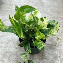 Load image into Gallery viewer, Epipremnum &#39;Marble Queen&#39; 6&quot; - Marble Queen Pothos