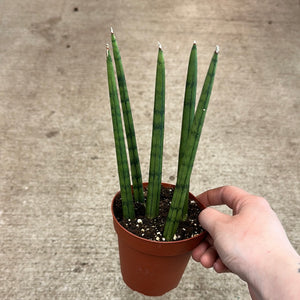 snake plant cylindrical Sansevieria sp. cylindrica 4"