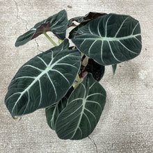Load image into Gallery viewer, Alocasia reginula &#39;Black Velvet&#39; 6&quot;