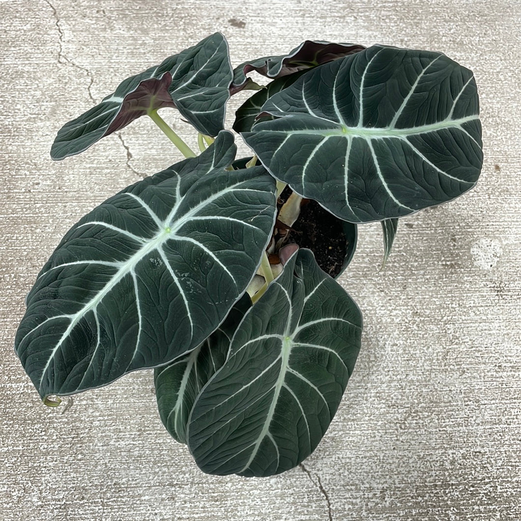 Alocasia reginula 'Black Velvet' 6