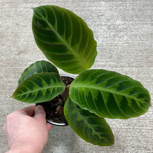 Load image into Gallery viewer, Calathea Warscewiczii 4&quot;