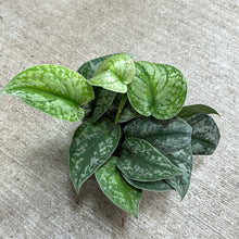 Load image into Gallery viewer, Scindapsus &#39;Silver Satin&#39; 6&quot; - Silver Satin Pothos