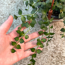 Load image into Gallery viewer, Dischidia sp. 5&quot; HB - Assorted Dischidia