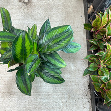 Load image into Gallery viewer, Calathea Beauty Star 8&quot;