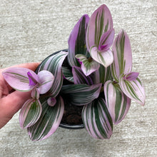 Load image into Gallery viewer, Tradescantia Nanouk 4&quot;