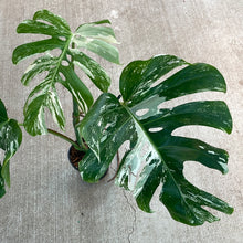 Load image into Gallery viewer, Monstera Albo 6&quot; - Plant A