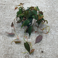 Load image into Gallery viewer, Philodendron Micans 6&quot;