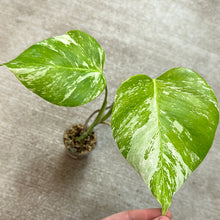 Load image into Gallery viewer, Monstera Albo Cup G